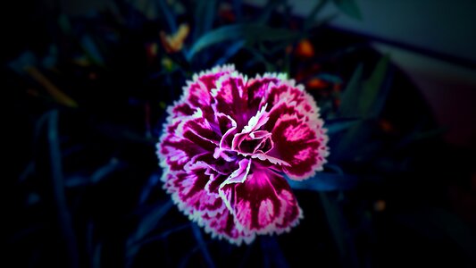 The beauty of the flower bratislava