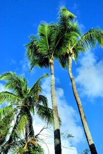 Holiday tree island
