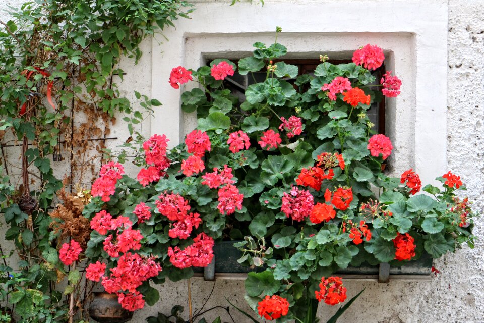 Old old window facade