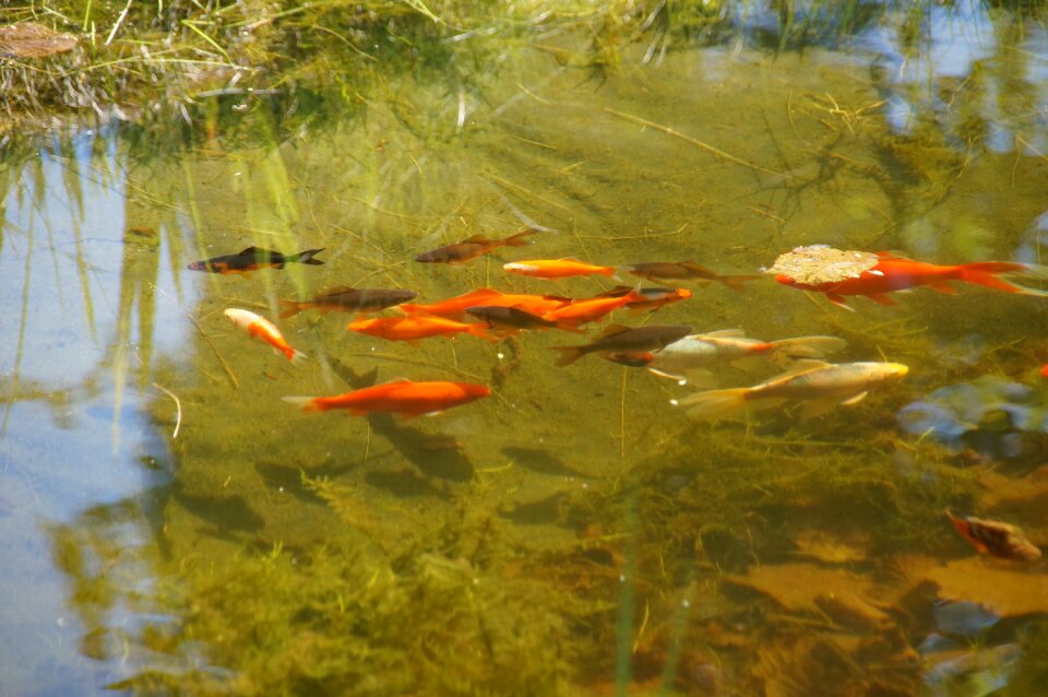 Cold water nature garden