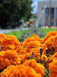 Yellow st petersburg tagetes erecta