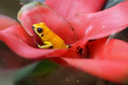 Poison frog small rainforest photo