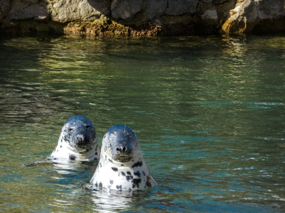 Animals to watch animal