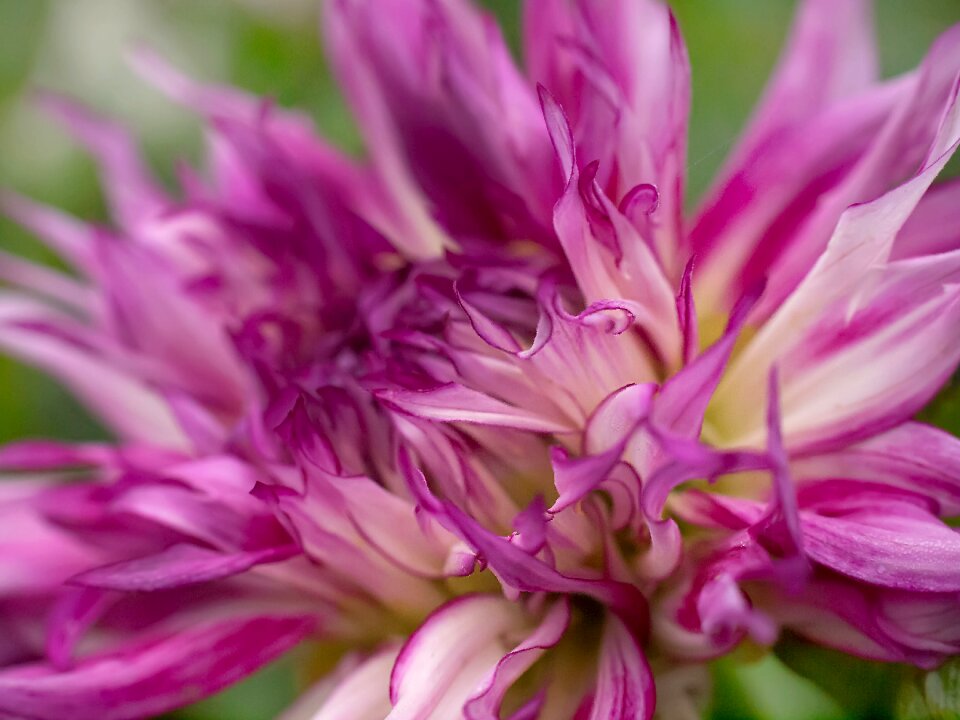 Flower blossom bloom