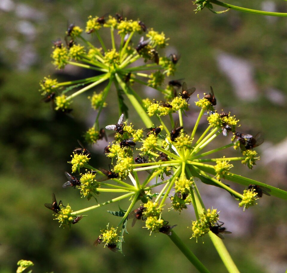Fly on plant pyrenees near aneto aneto