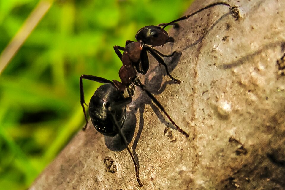 Nature macro insects