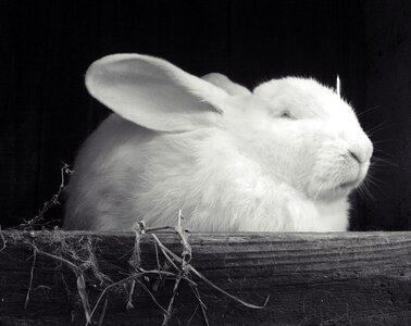Rabbit white black