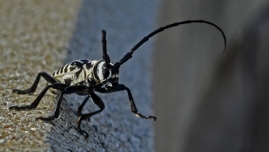 Nature grasshopper fauna photo