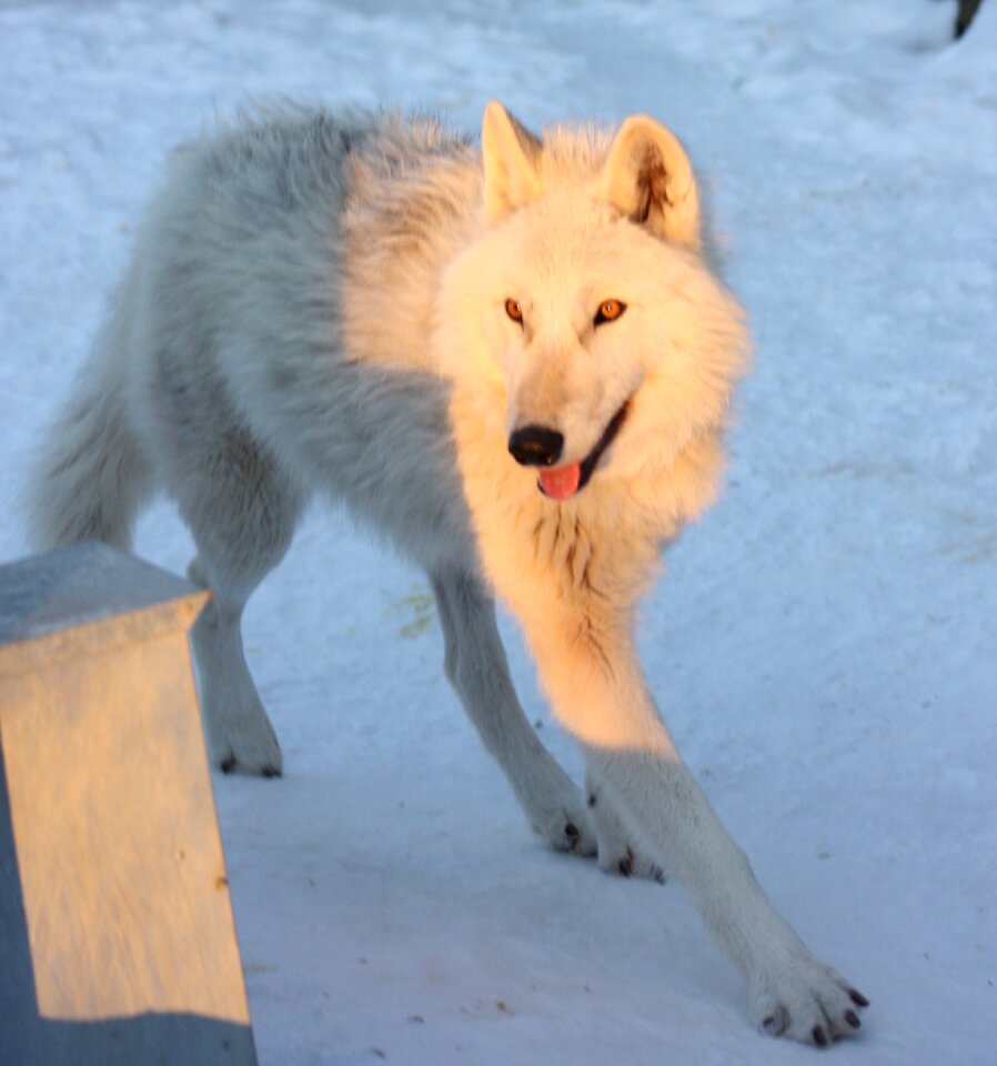 Winter dog photo