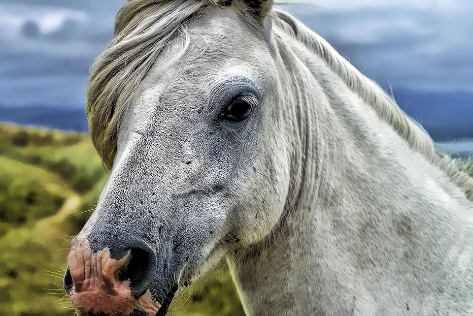 Countryside head mane