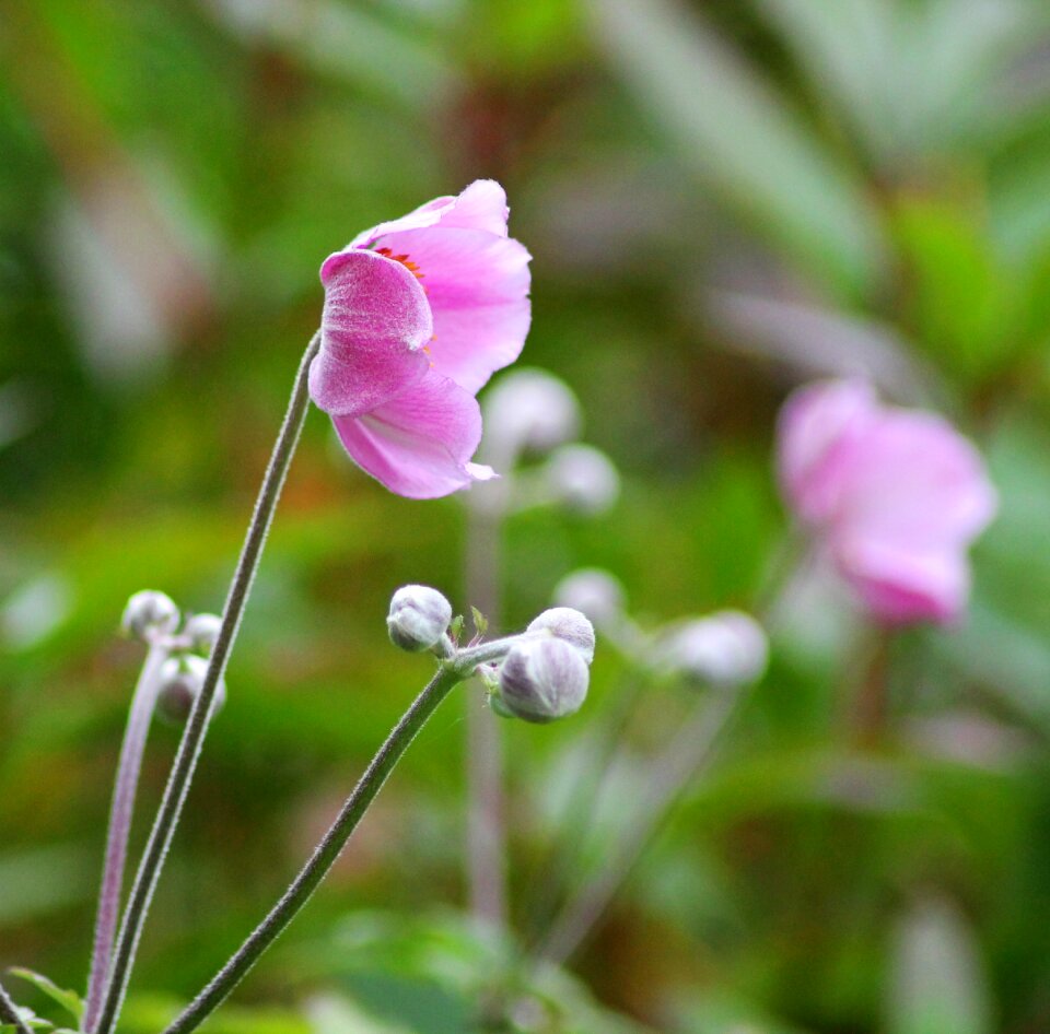 Flower plant flowers
