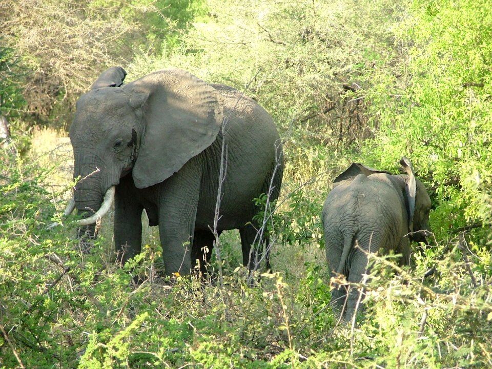Tanzania wildlife adventure
