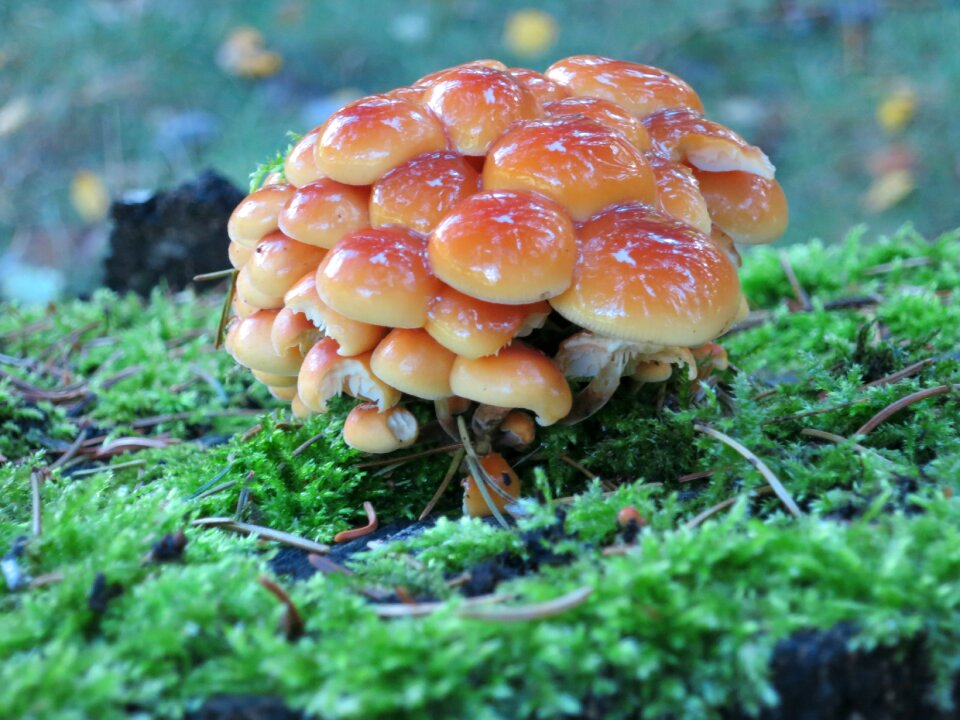 Autumn toxic mushroom picking
