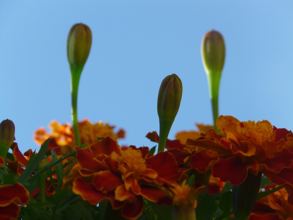 Dead flower summer flower balcony flower photo