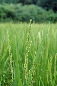 Farming plants grain