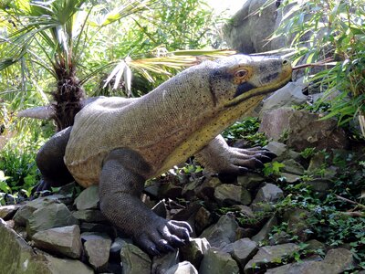 Animal varanus reptile