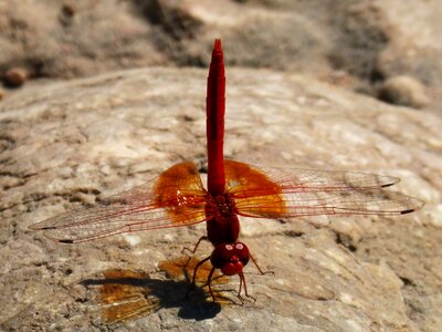 Red insect detail