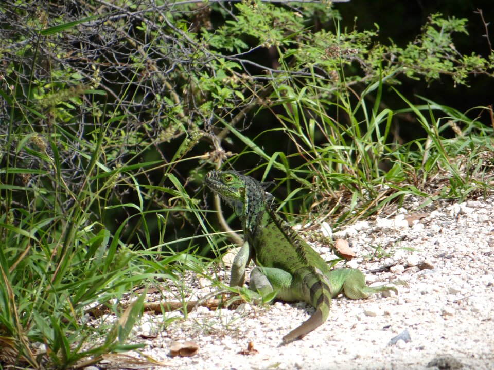 Lizard reptile key west