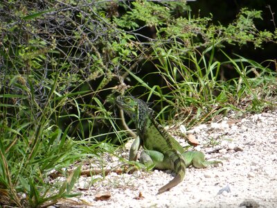 Lizard reptile key west