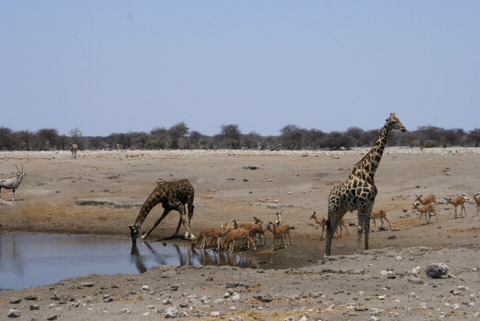 National park mammal africa