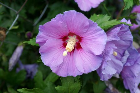 Bloom mallow ornamental plant