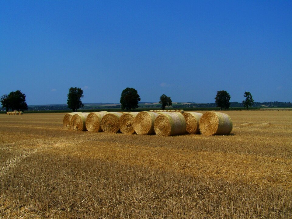 Harvested wheat field summer agriculture
