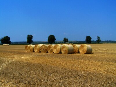 Harvested wheat field summer agriculture photo