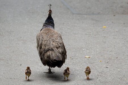 Peacock young animals bird