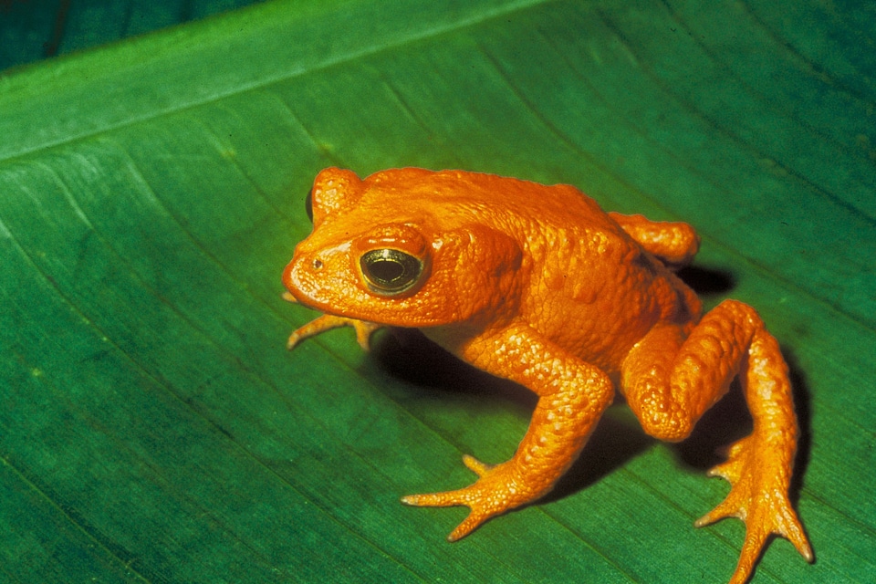 Bufonidae incilius periglenes extinct