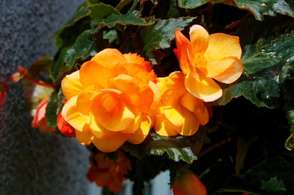 Green petals orange