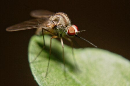 Insect nature macro