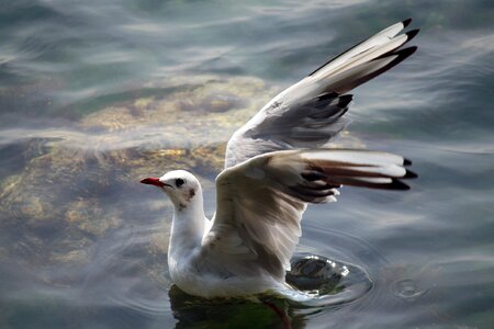 Gull black sea flight