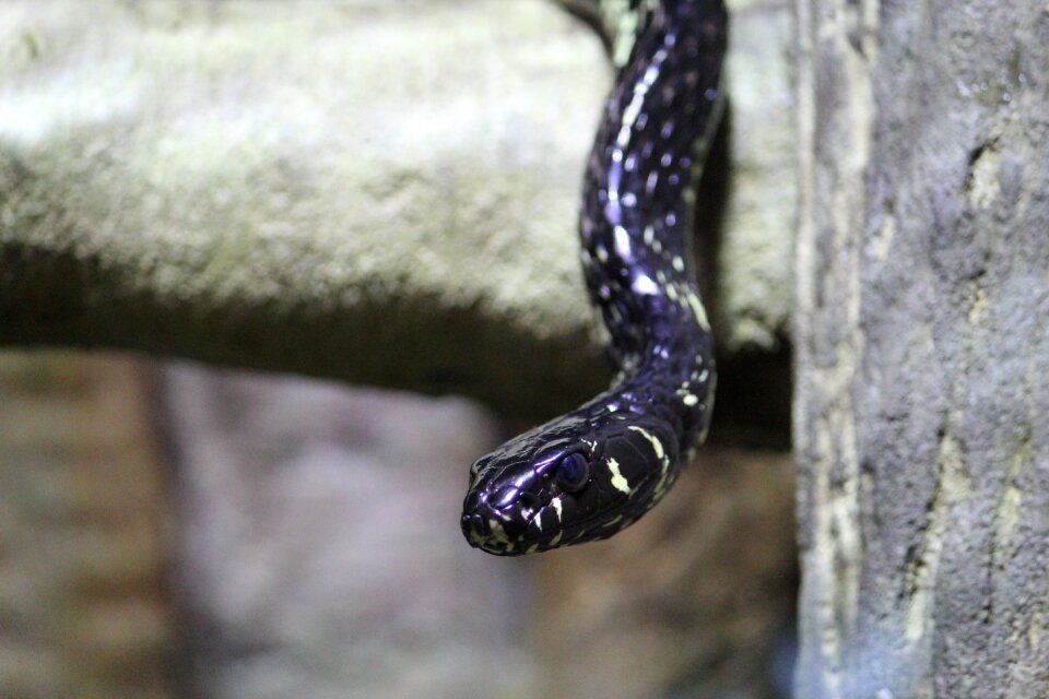Animal reptile wild