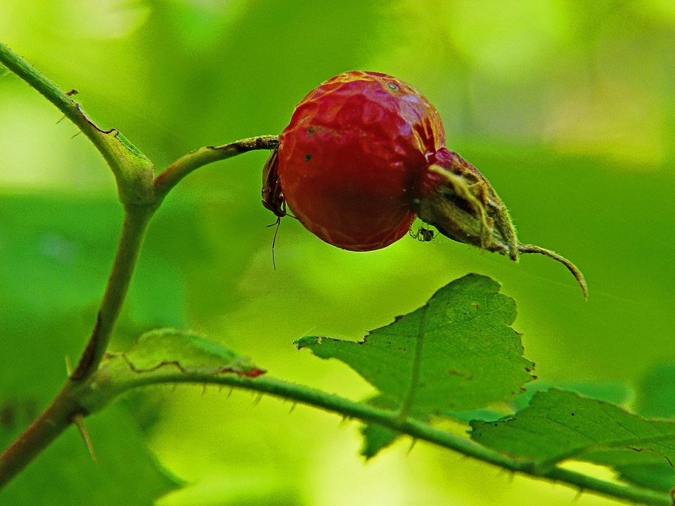 Spider insects nature