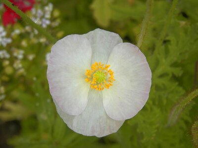Flanders flower nature