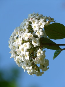 Blossom bloom bush