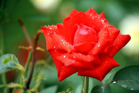 Dew quinn of bermuda flower