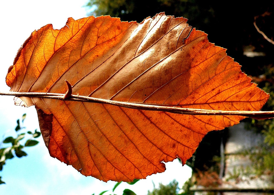 Autumn tree season
