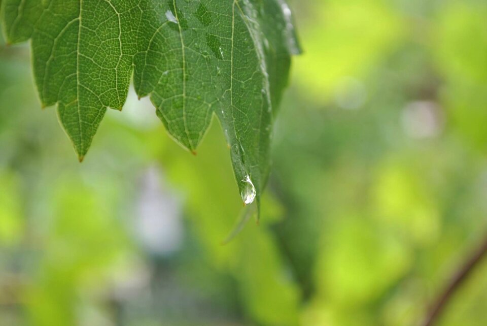 Green plant green drip photo