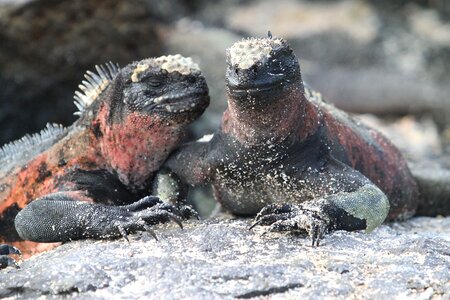 Ecuador iguana dragon photo