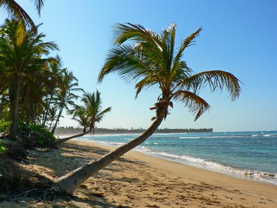 Caribbean coconut trees shore photo