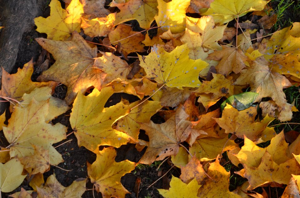 Yellow foliage fall