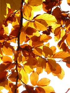 Deciduous tree golden autumn golden october photo