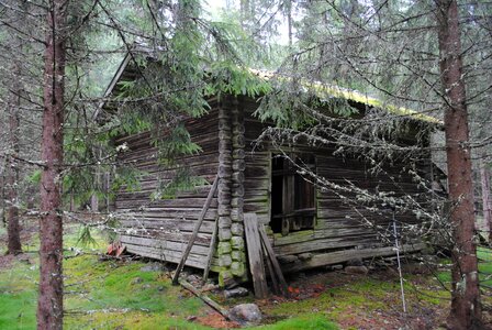 Floda sweden woods