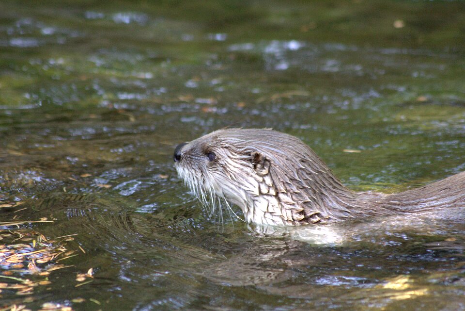 Head water close up