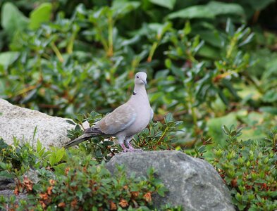 Bird summer have photo