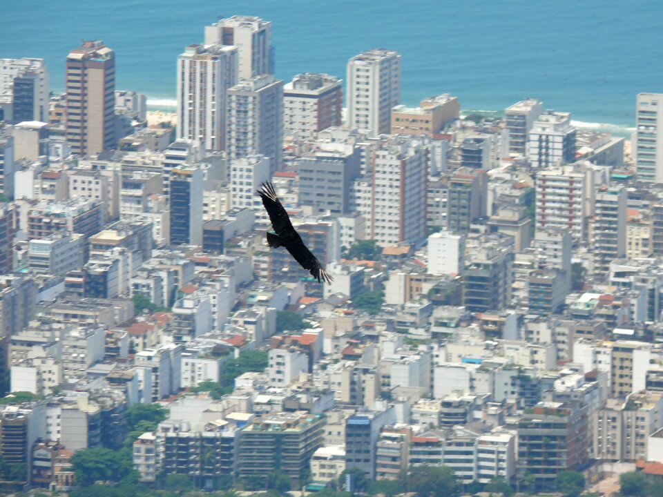 Brazil rio de janeiro bird in flight