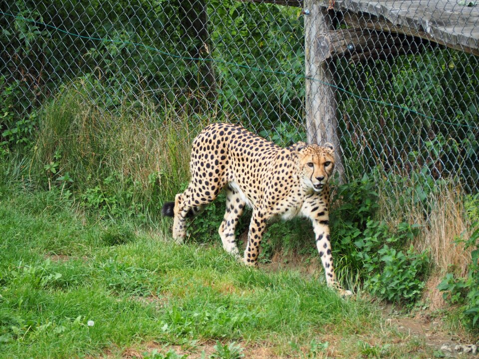 Zoo nature big cat