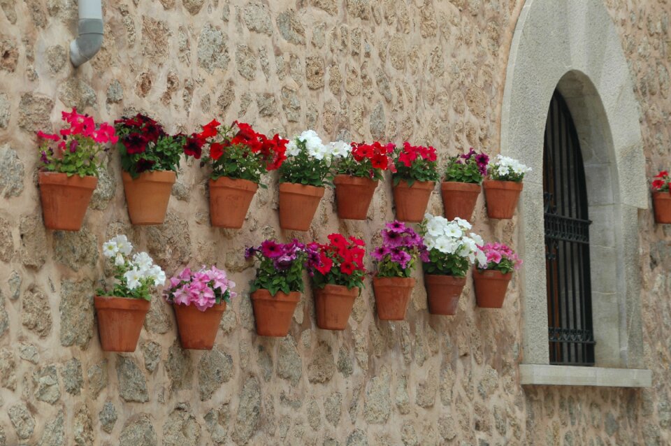 Summer stone plant