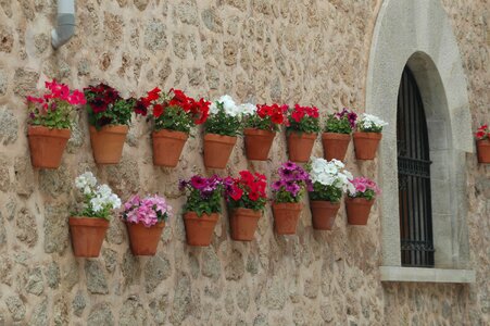 Summer stone plant photo